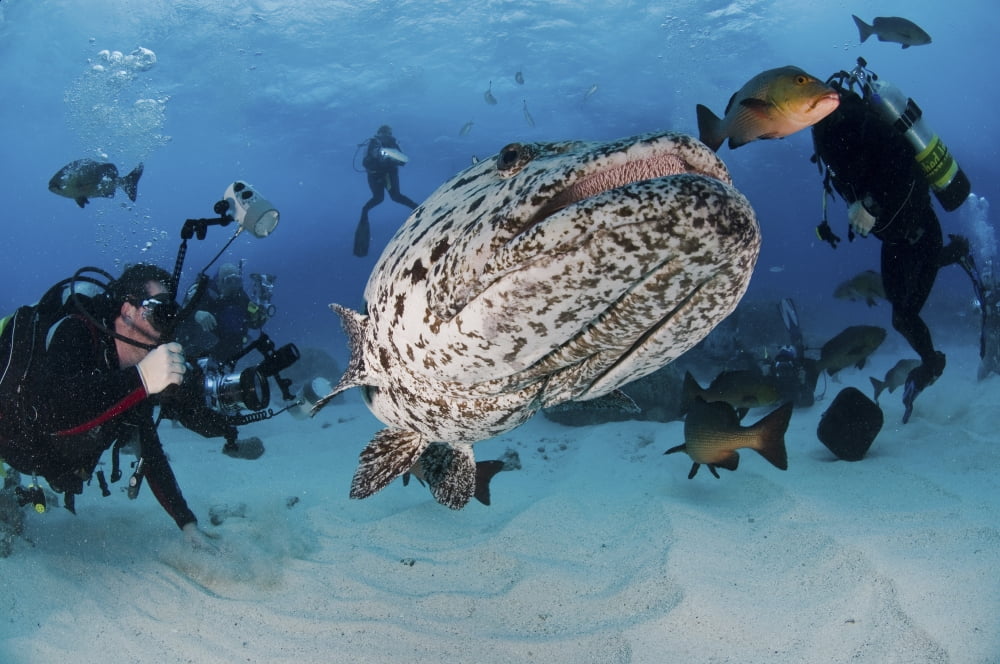 Divers photographing a Giant Grouper Great Barrier Reef Australia Canvas Art - Mathieu MeurStocktrek Images (18 x 12)