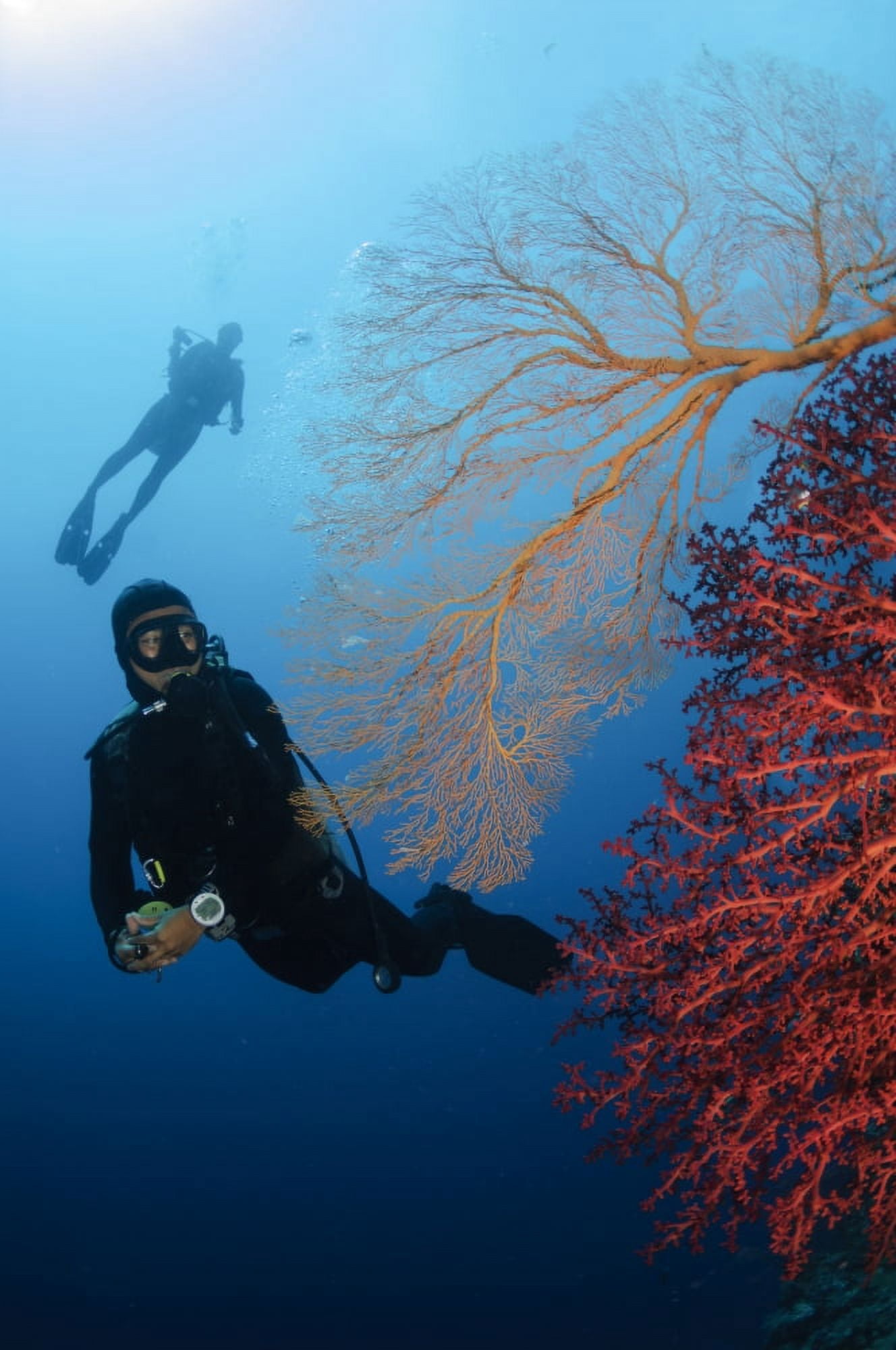 Divers swimming by sea fans Indonesia Canvas Art - Todd WinnerStocktrek Images (12 x 18)