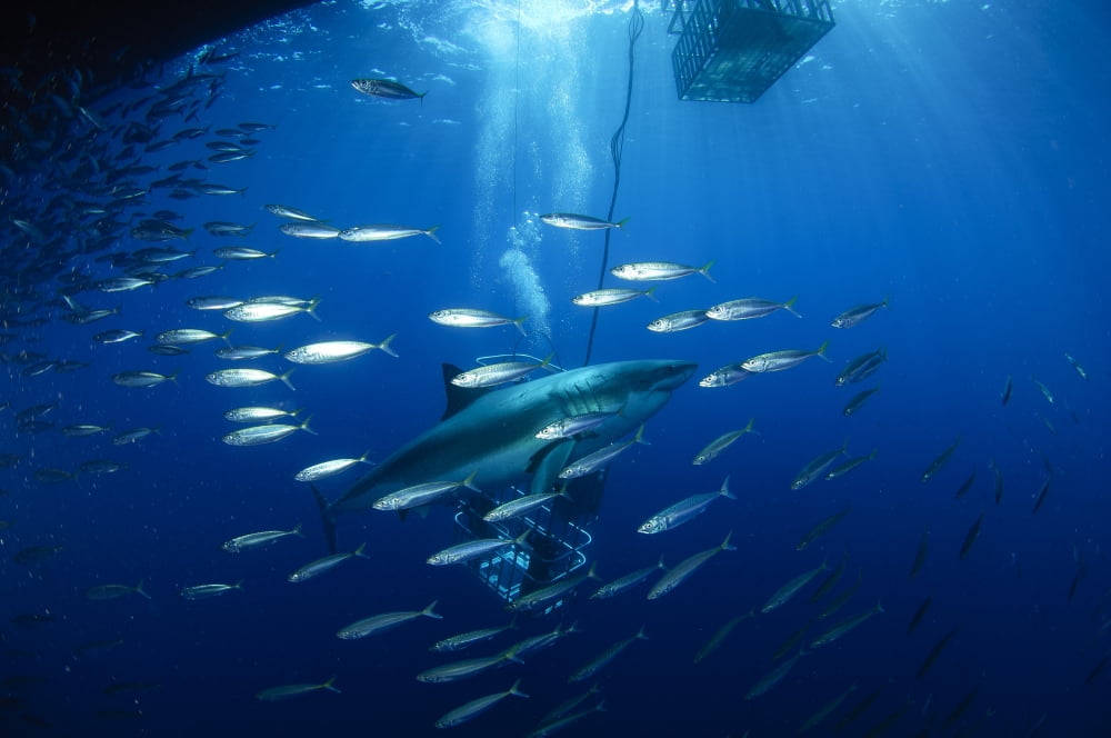 Divers viewing great white shark surrounded by bait fish Canvas Art - Todd WinnerStocktrek Images (18 x 12)