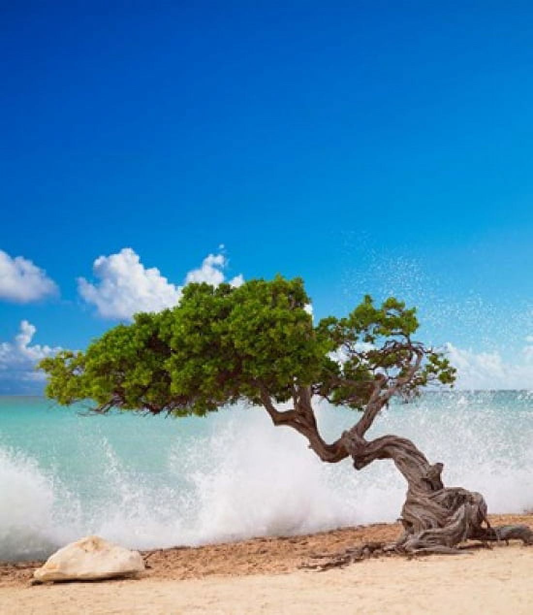 Divi Divi Tree Eagle Beach Aruba Caribbean Canvas Art - Paul Thompson DanitaDelimont (22 x 25)