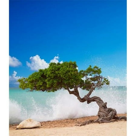 Divi Divi Tree Eagle Beach Aruba Caribbean Poster Print by Paul Thompson - 11 x 14