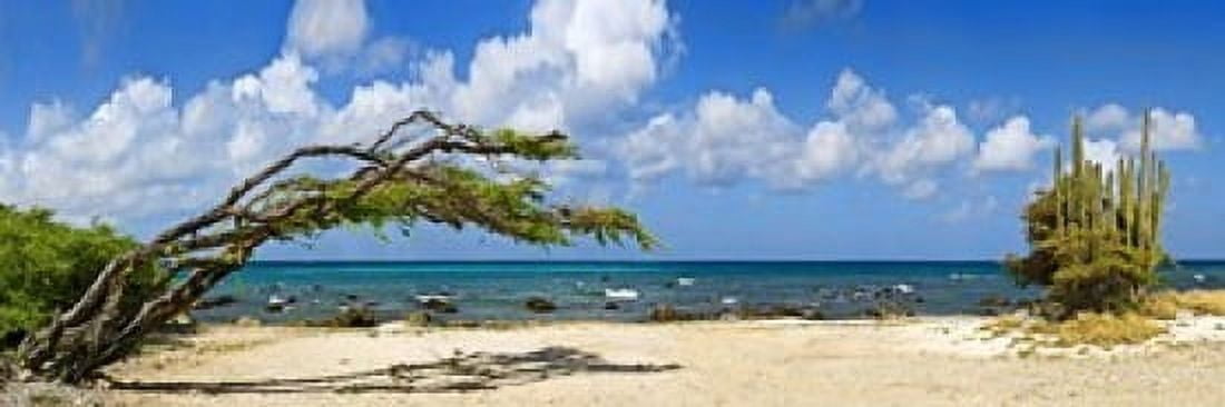 Divi divi tree (Caesalpinia Coriaria) at the coast Aruba Canvas Art - Panoramic Images (18 x 6)
