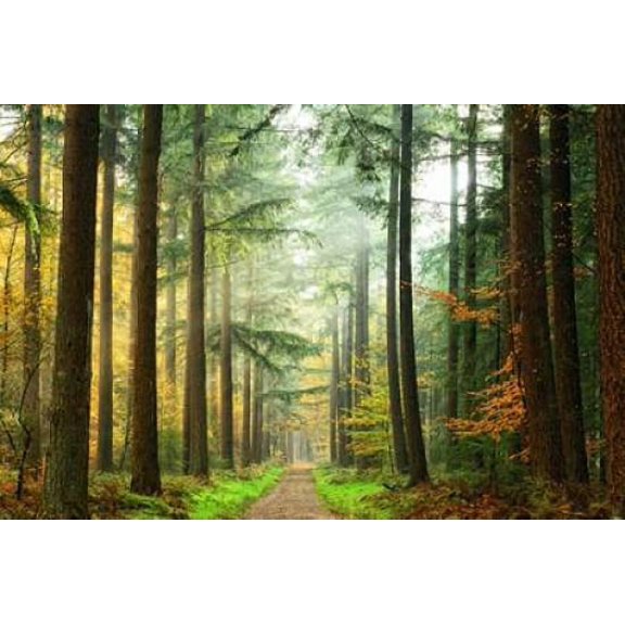 Divide Canvas Art - Lars Van de Goor (12 x 18)