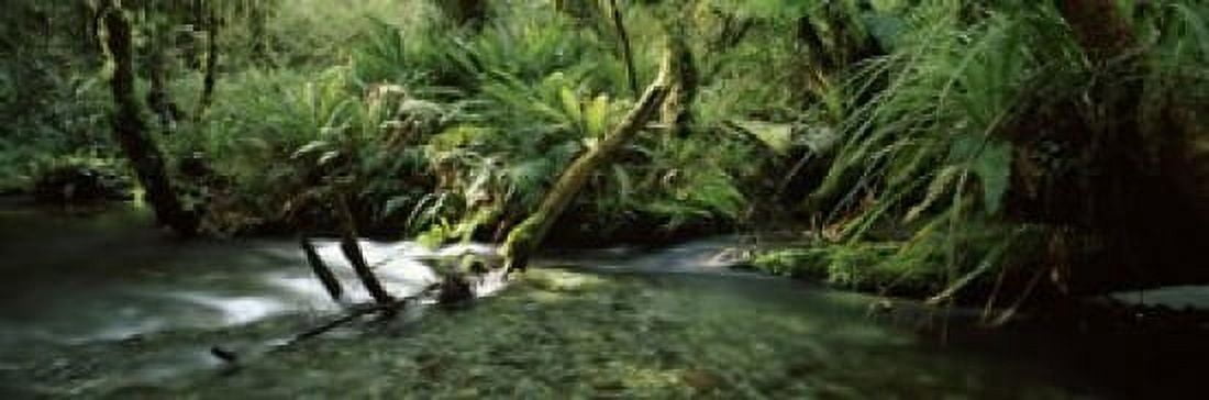 Divide Creek flowing through a forest Hollyford River Fiordland National Park South Island New Zealand Canvas Art - Panoramic Images (18 x 6)