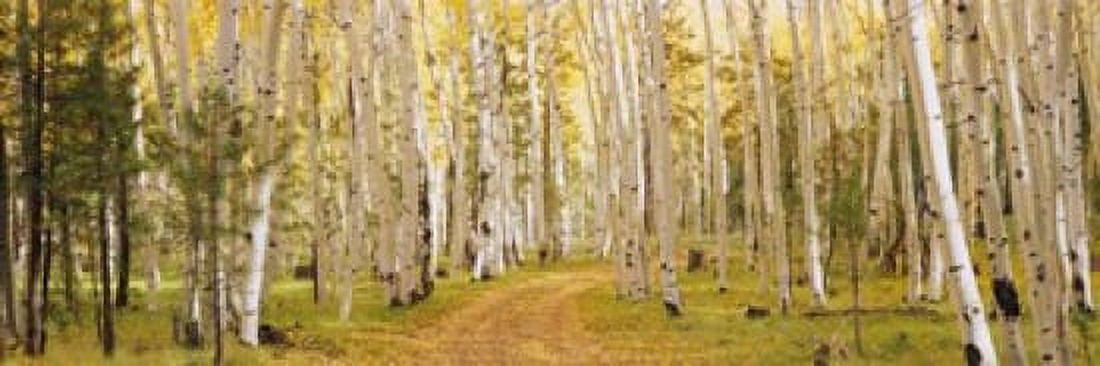 Dixie National Forest Utah Canvas Art - Panoramic Images (36 x 12)