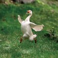 thumbnail image 1 of Djiypn A Cute Goose Acrylic Garden Stake for Lawns and Potted Decoration, Colorful Ground Plug for Holiday Festivals, Durable for Outdoor and Indoor Use, 1 of 6
