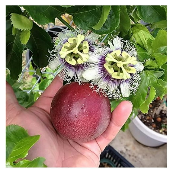Dnevy Red Purple Passion Flower Live Plant, Cold Hardy