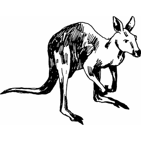 Do It Yourself Wall Decal Sticker Kangaroo Black & White 15x15"