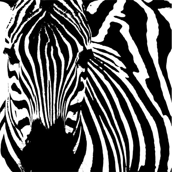 Do It Yourself Wall Decal Sticker Zebra Kids Boys Bed Room 20x20"