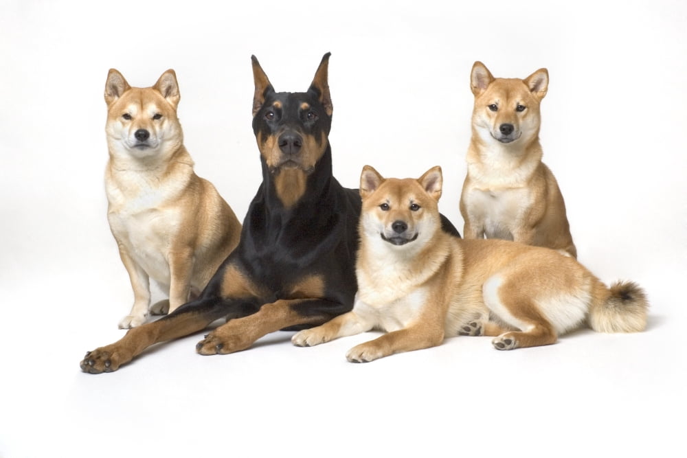 Doberman Pinscher And Friends Canvas Art - Corey Hochachka Design Pics (17 x 11)