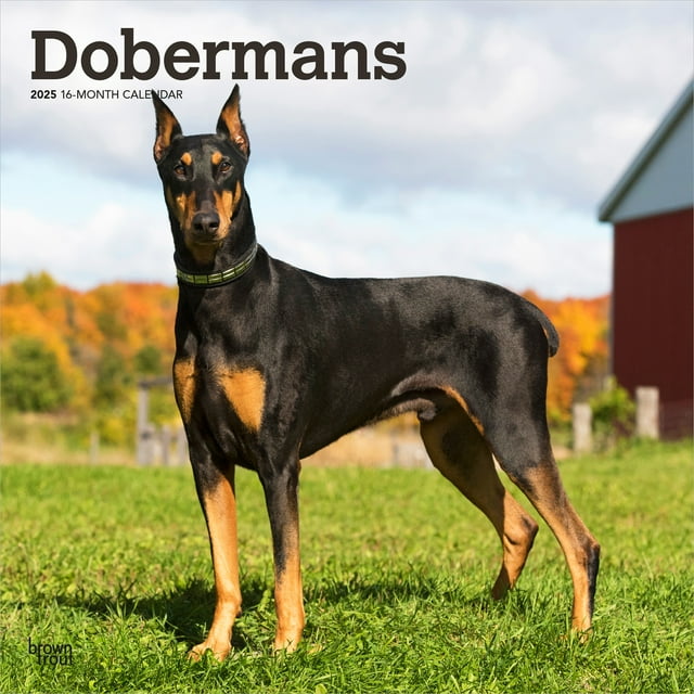Dobermans 2025 12x24 quot (Hanging) Square Wall Calendar Plastic Free Dobermans 2025 12x24 quot (Hanging) Square Wall Calendar Plastic Free