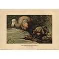thumbnail image 1 of Dodo, Didus Ineptus Or Raphus Cucullatus Poster Print By ® Florilegius Mary Evans (24 X 18), 1 of 3