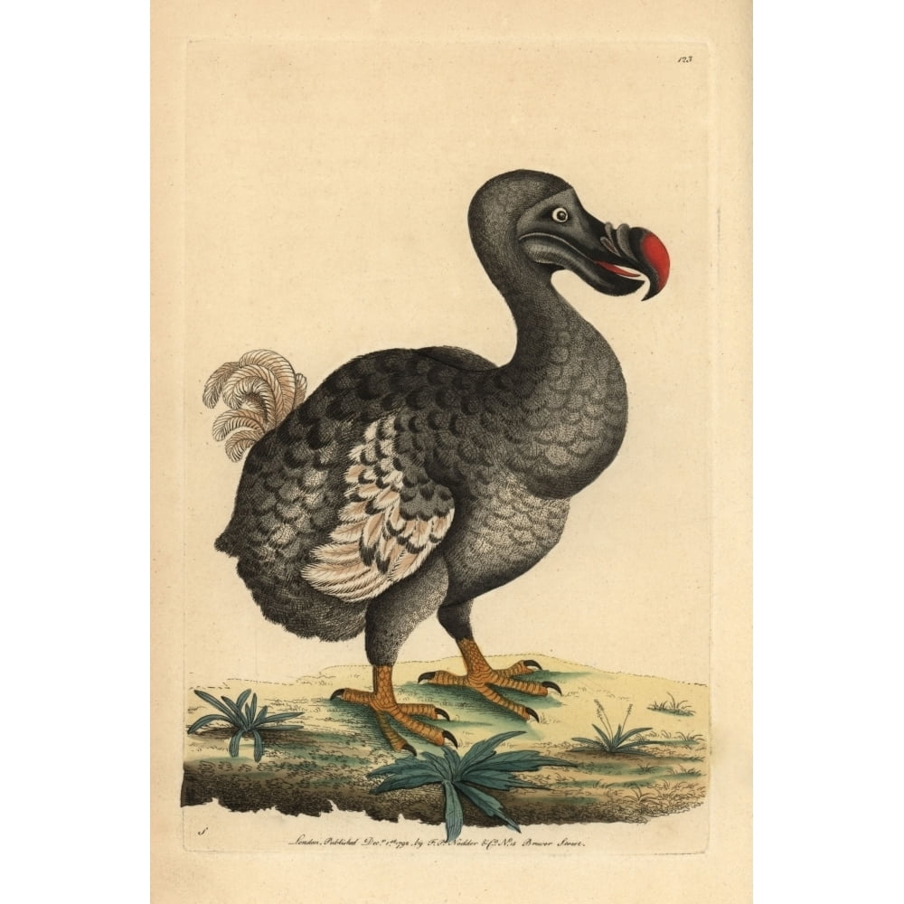 Dodo, Raphus Cucullatus, Didus Ineptus, Extincta Poster Print By ...