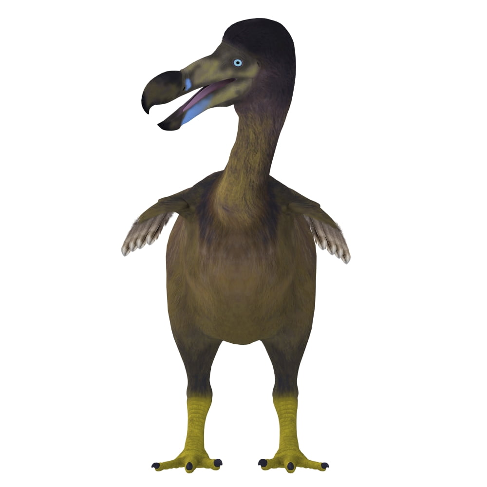 Dodo bird front view Canvas Art - Corey FordStocktrek Images (28 x 28)