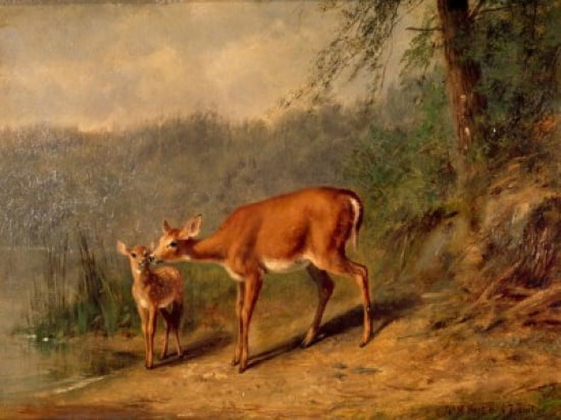Doe and Fawn at the Edge of the Lake by Arthur Fitzwilliam Tait (1819-1905) Canvas Art - Arthur Fitzwilliam Tait (18 x 24)