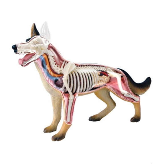 Dog Anatomy Model with Detachable Dog Organs and Body Parts