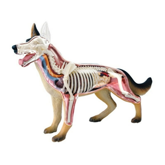 Dog Anatomy Model with Fully Detachable Organs Body Parts, Realistic Anatomical Dog Model Kid Teaching Toy