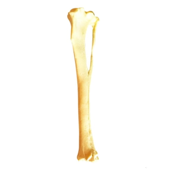 Dog Anatomy Tibia Skeletal Model Dog Bone Model, Dog Tibia Skeletal Model