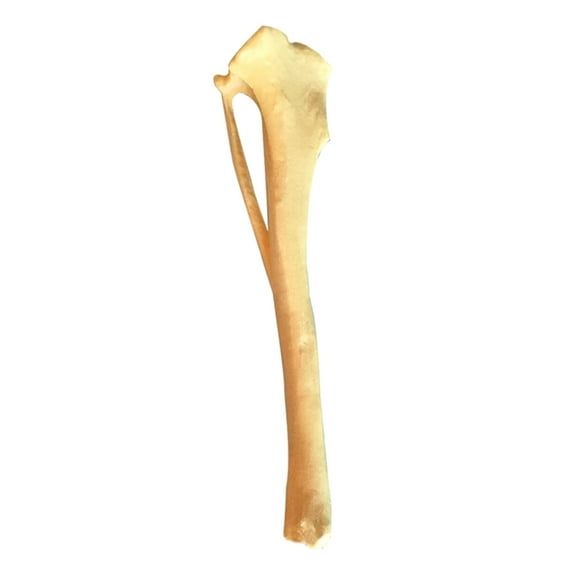 Dog Anatomy Tibia Skeletal Model Dog Bone Model, Dog Tibia Skeletal Model
