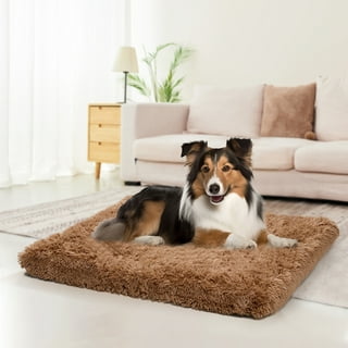 Large dog outlet beds under $20