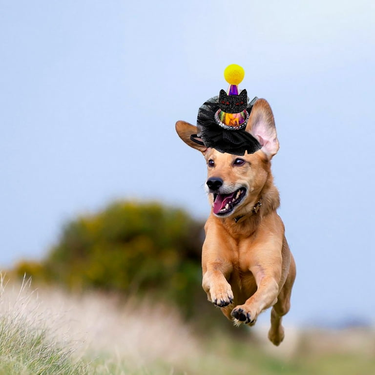 Dog 1st birthday hat hotsell
