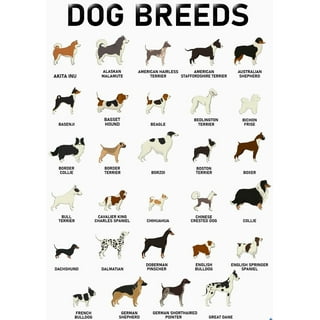 How Many Types of Dog Breeds are There: Ultimate Guide 2025