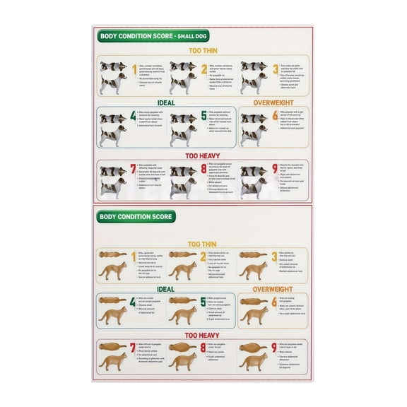 Dog and Cat Body Condition Score Chart Poster Weight Monitoring Reference Educational Wall Art for Pet Lovers Groomers Animal Clinics Veterinary Guide