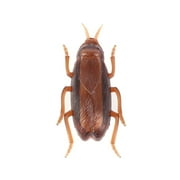 Dog-Cat Interactive Electronic Cockroach Intelligence Activity Pet I8P8 N9W0