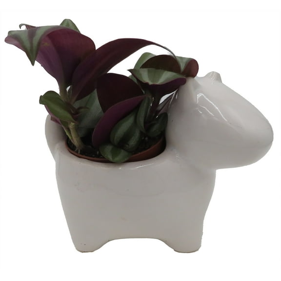 Dog Ceramic Planter with Surprise Terrarium Plant -3" Pot