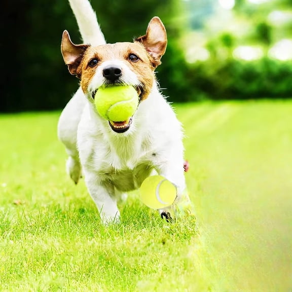 Dog Chew Training Ball Toy, Interactive Pet Toy For Dogs, Pet Training Ball With Chew Resistant Design, Suitable For Teething And Playful Behavior