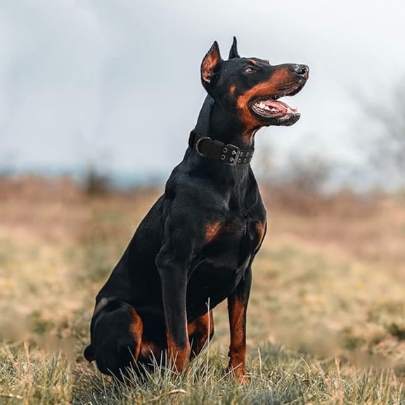 Dog Collar Military Adjustable Dog Collars Soft Nylon K9 Training Collar with Patch Heavy Duty Metal Buckle Collars for Medium Large Dogs (Black, L)