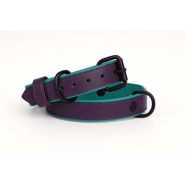 Dog Collar, Purple Dog Collar with Teal Inner Liner - 2XL/3XL