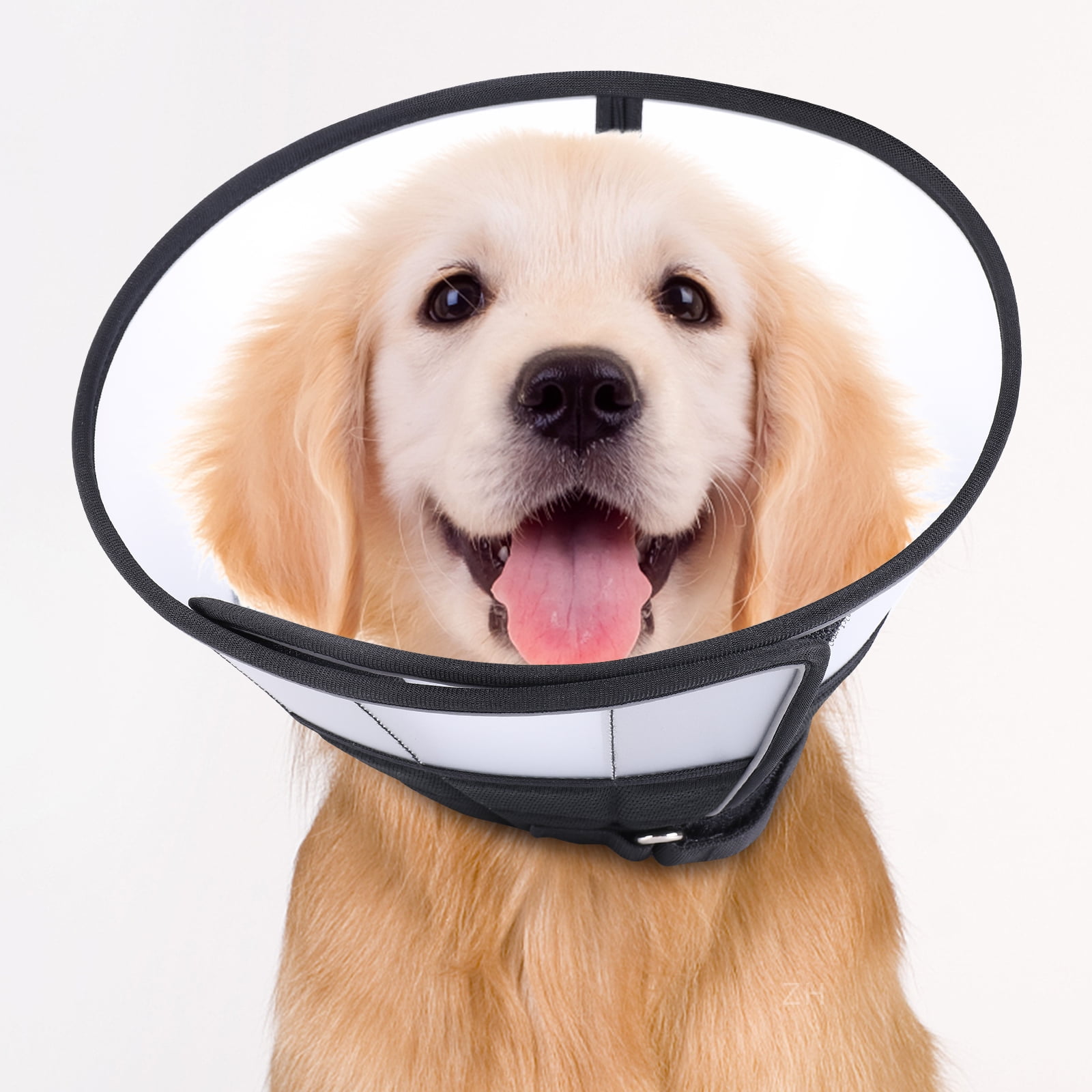 Neck cone for dogs online