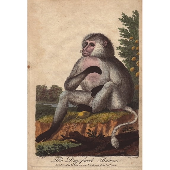 Dog-Faced Baboon, Papio Hamadryas, Papio Dogueraa Poster Print By ® Florilegius Mary Evans (18 X 24)
