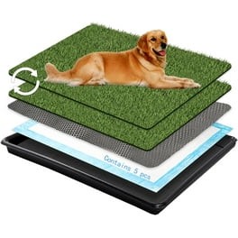 Apartment puppy grass deals