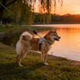thumbnail image 1 of Dog Harness and Leash Set, No Pull Saddle Style Pet Harness, Breathable Mesh Adjustable Reflective Dog Vest for Medium Small Dogs Harness 2 D-Rings, Grey, 1 of 4