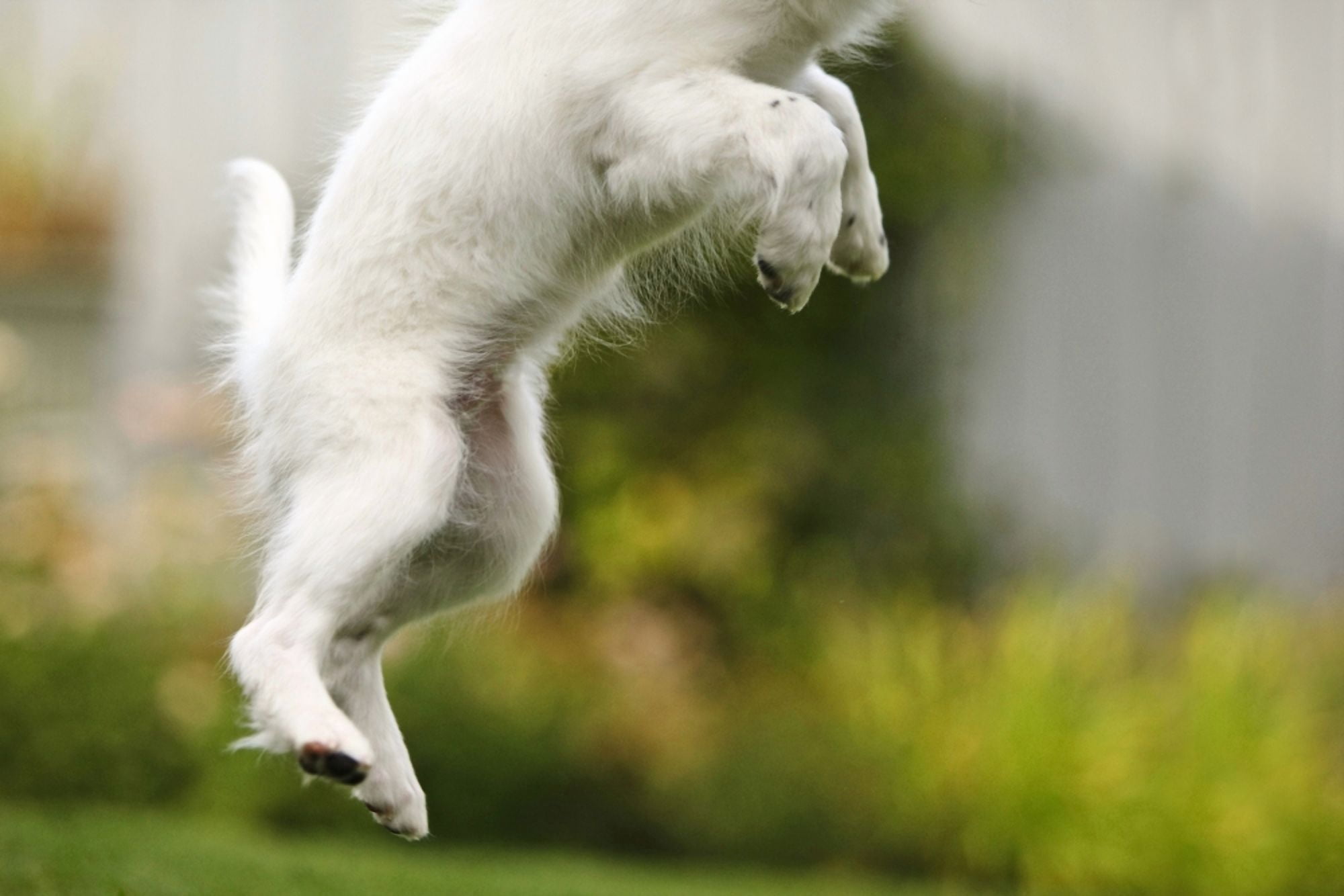 Dog Jumps Canvas Art - Richard Wear Design Pics (34 x 22)