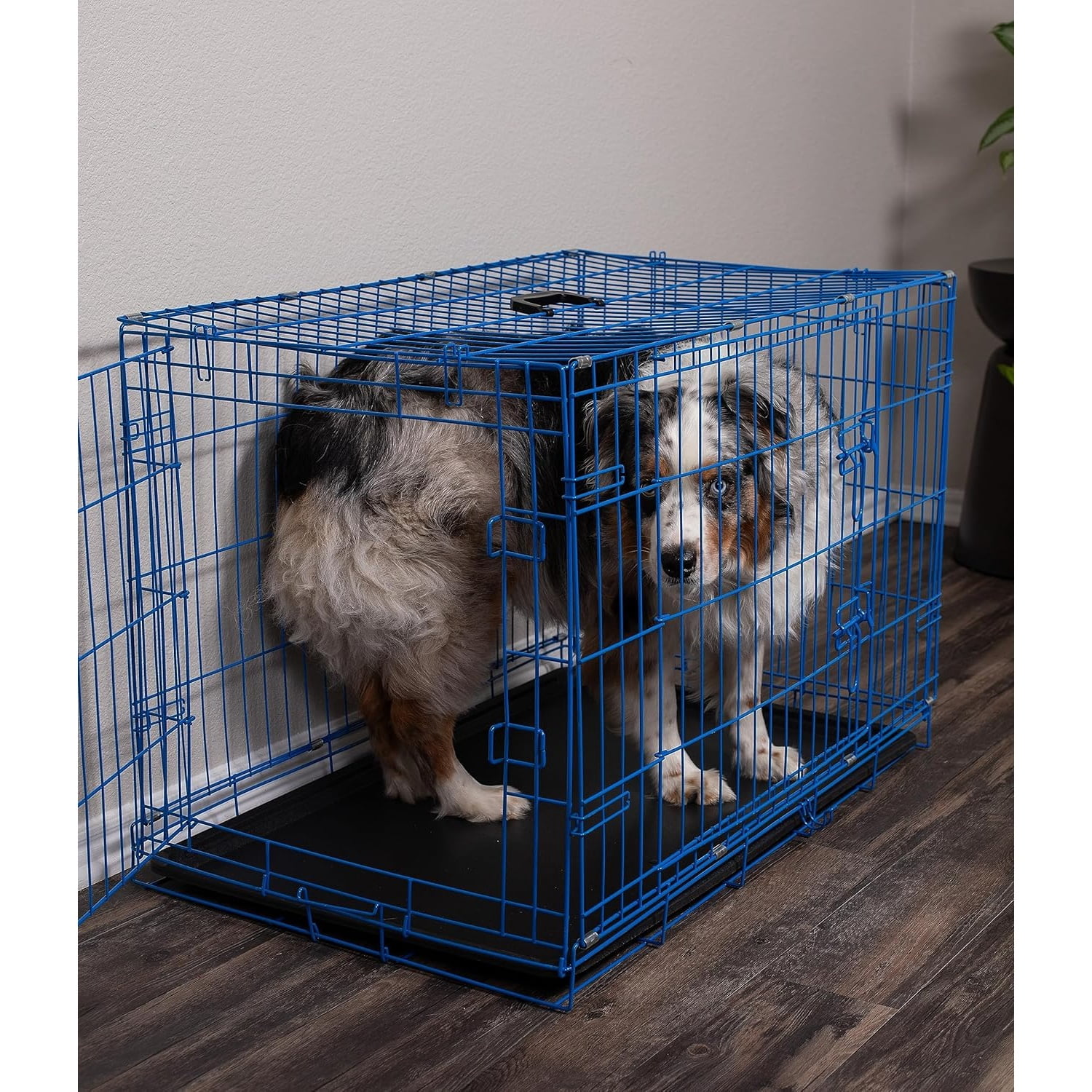Dog Kennel | Medium (36 Inches) | Double Door Metal Steel Crates | Indoor Outdoor Pet Home | Folding and Collapsible Cage | Blue