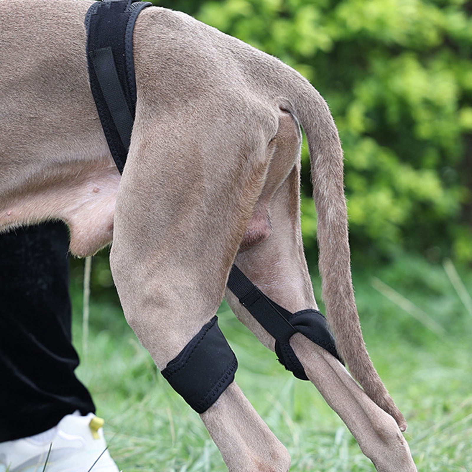 Knee Brace For Dogs Back Leg Dog Knee Brace for Rear Leg Dog Knee Support Brace Promote Recovery