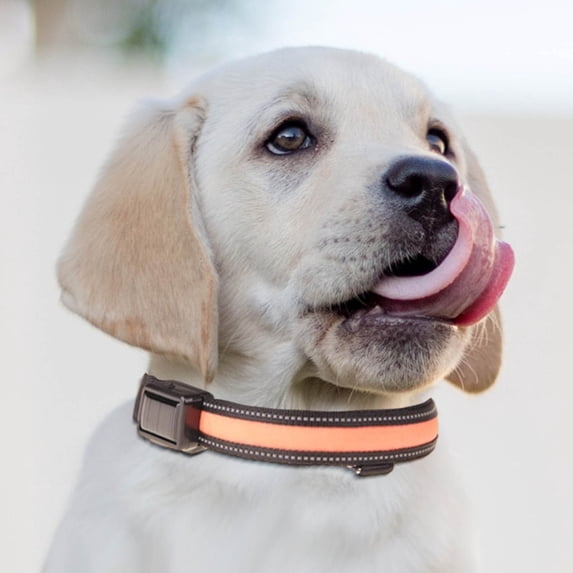 Dog LED Light Collar and Leash Set | USB & Solar Charging | Adjustable Waterproof Visibility for Night Walks