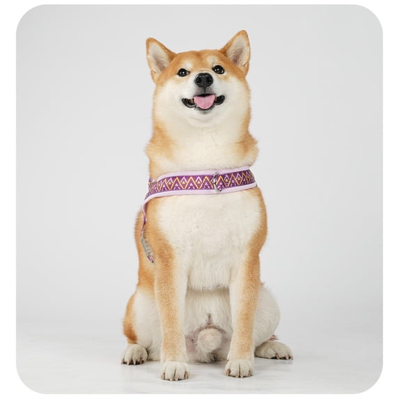 Dog Leash With Chest Harness, No-Pull Pet Walking Lead, Adjustable For Small Medium Large Dogs, Purple, Xl Size