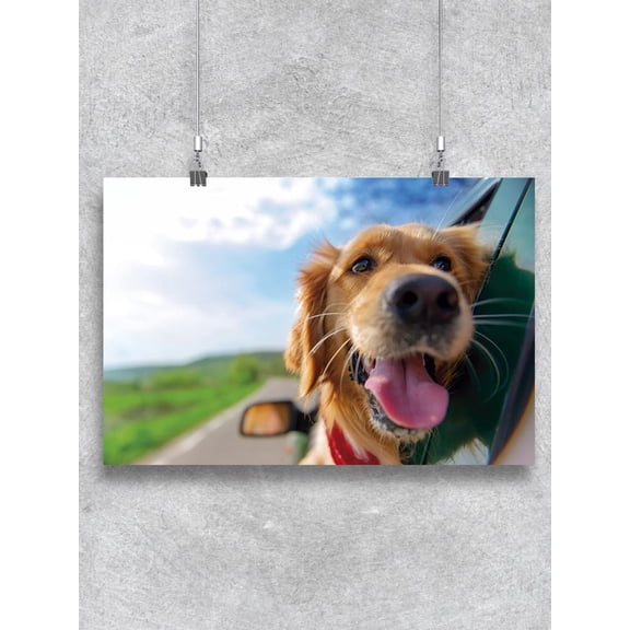 Dog Looking Out Of Car Window Poster -Image by Shutterstock