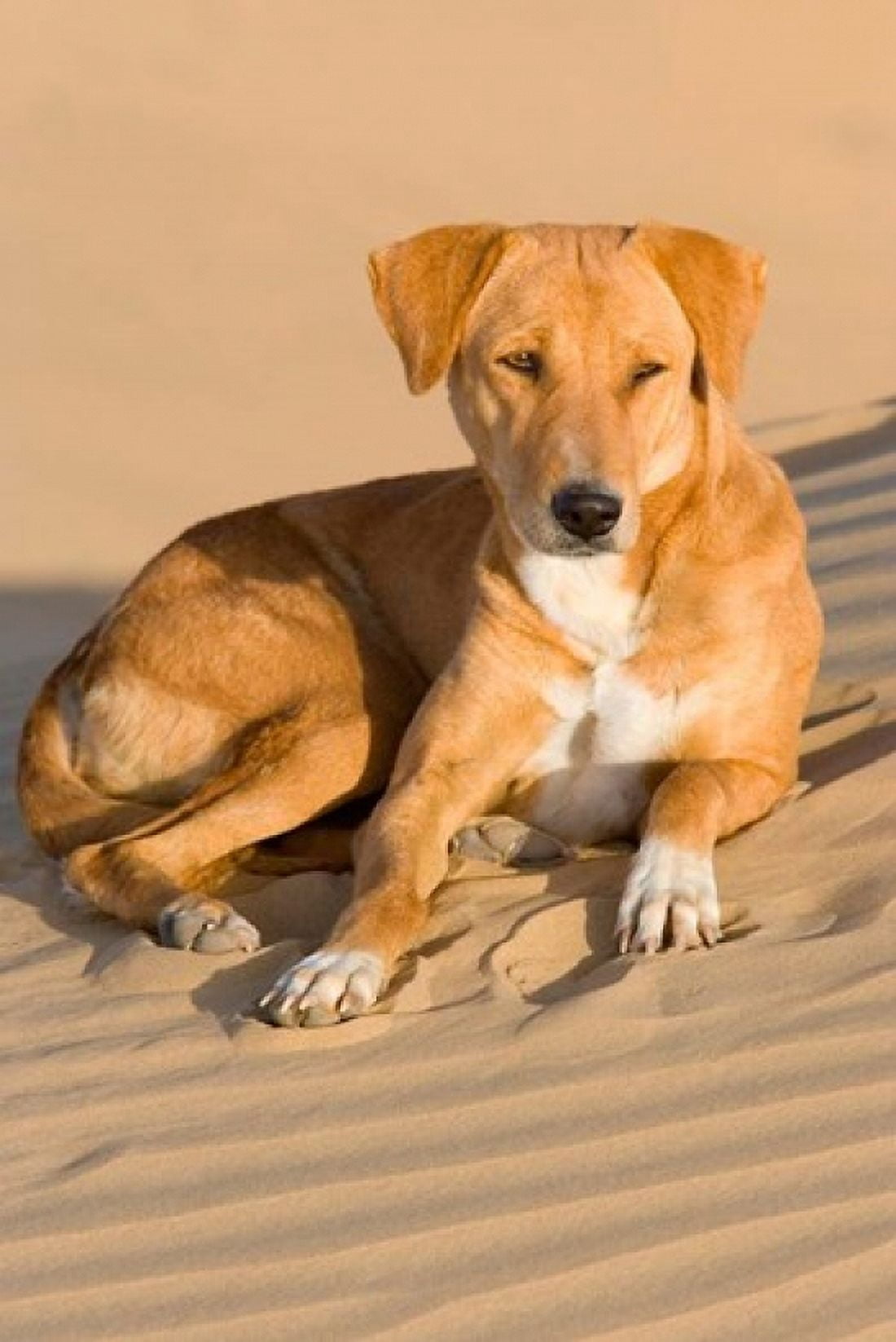 Dog Lying in Sand Dunes Thar Desert Jaisalmer Rajasthan India Canvas Art - Philip Kramer DanitaDelimont (18 x 26)