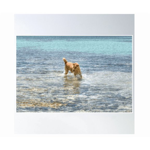 Dog Playing In The Caribbean Waters At Yamacraw Beach Nassau The Bahamas Poster Wall Art Modern Wall Decor