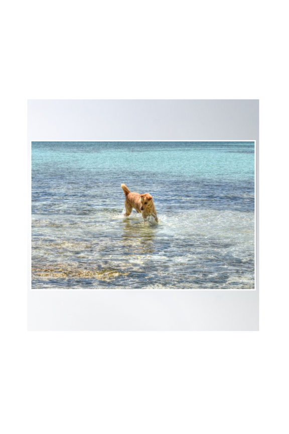 Dog Playing In The Caribbean Waters At Yamacraw Beach Nassau The Bahamas Poster Wall Art Modern Wall Decor