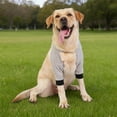 thumbnail image 1 of Dog Recovery Sleeves & Elbow Protector for Small Medium Large Dogs - Adjustable Front Leg Support with Comfortable Pads for Joint Injuries, Hygroma,and Winter Warmth, Stop Licking Wounds, 1 of 4