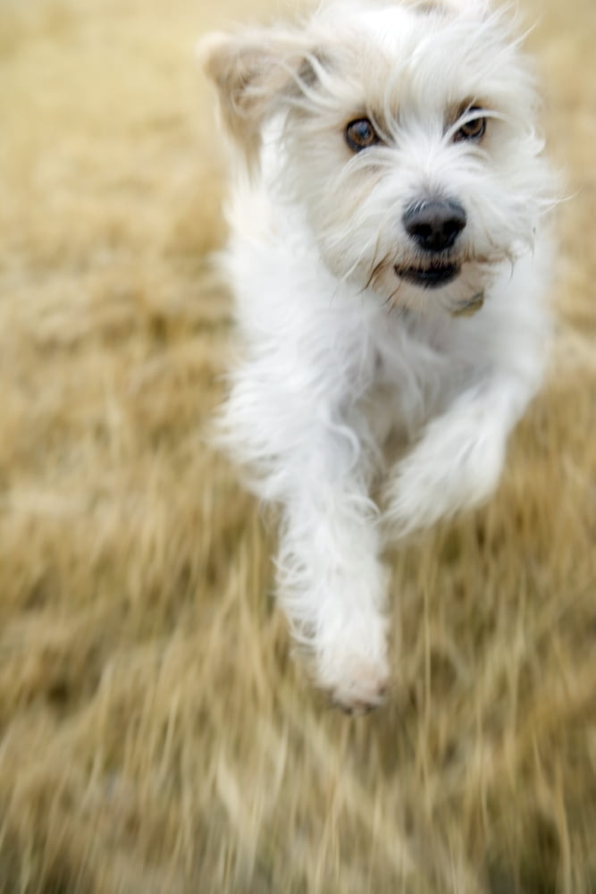 Dog Running Canvas Art - Darwin Wiggett Design Pics (22 x 34)