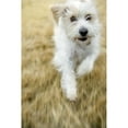 thumbnail image 1 of Dog Running Poster Print (11 x 17), 1 of 3
