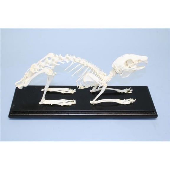 Dog Skeleton