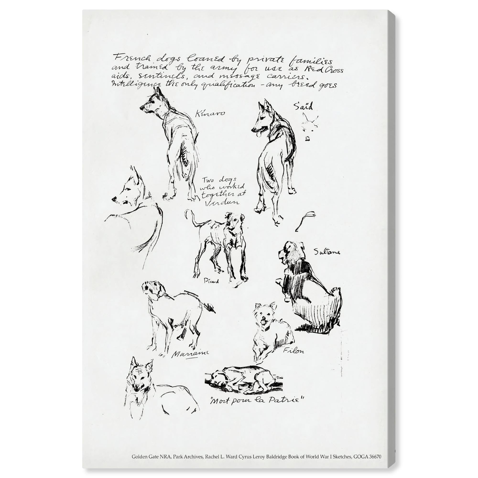 Black and White Dog Sketches Canvas Wall Art, 10" x 15"